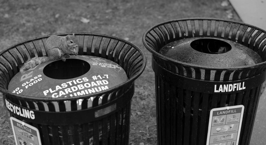 A squirrel eats a french fry on a recycling bin between Downing Student Union and Bates Runner Hall. 