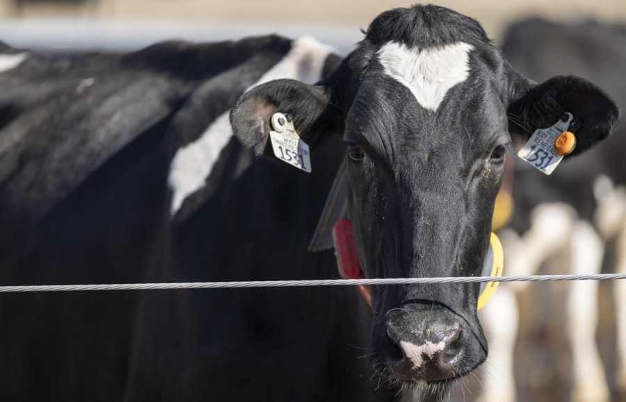 A cow at the WKU Agriculture & Research Education Center in Bowling Green, Ky. on Saturday, Jan. 21, 2023.